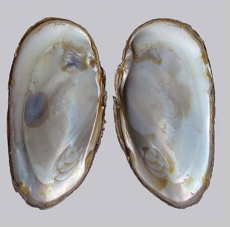 What are organic oyster shells good for?