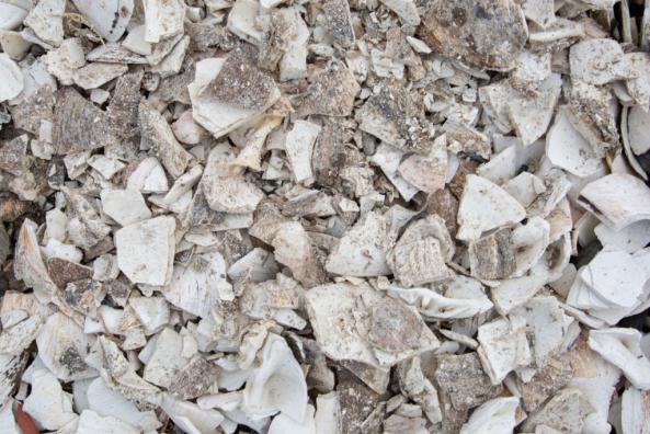 What is oyster shell powder used for?