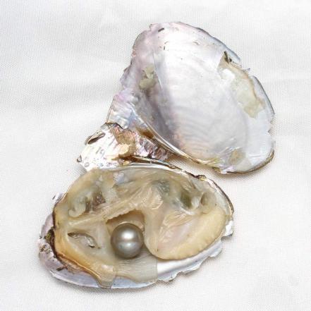 Oyster shell sand price changes in 2020