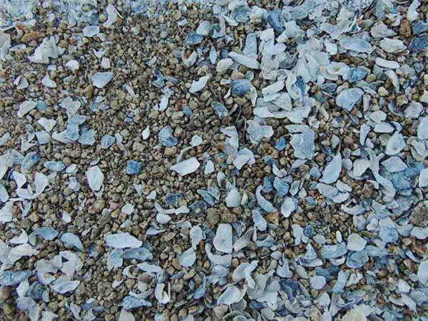 Domestic demand for oyster shell powder